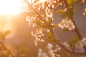 primavera y constelaciones familiares